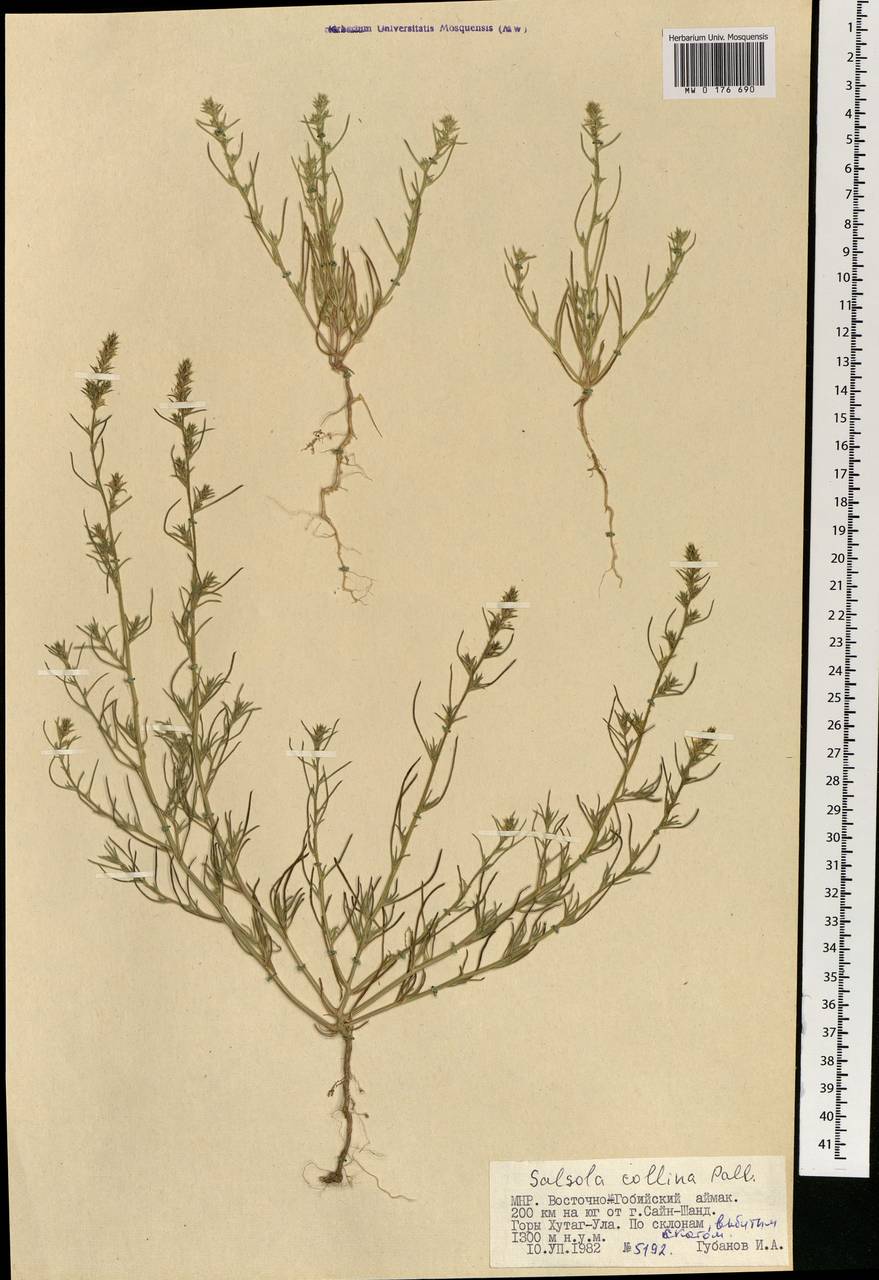 Salsola collina Pall., Mongolia (MONG) (Mongolia)