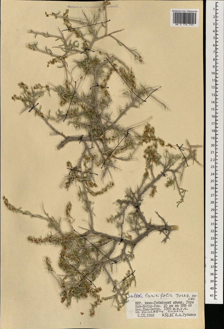 Collinosalsola laricifolia (Turcz. ex Litv.), Mongolia (MONG) (Mongolia)