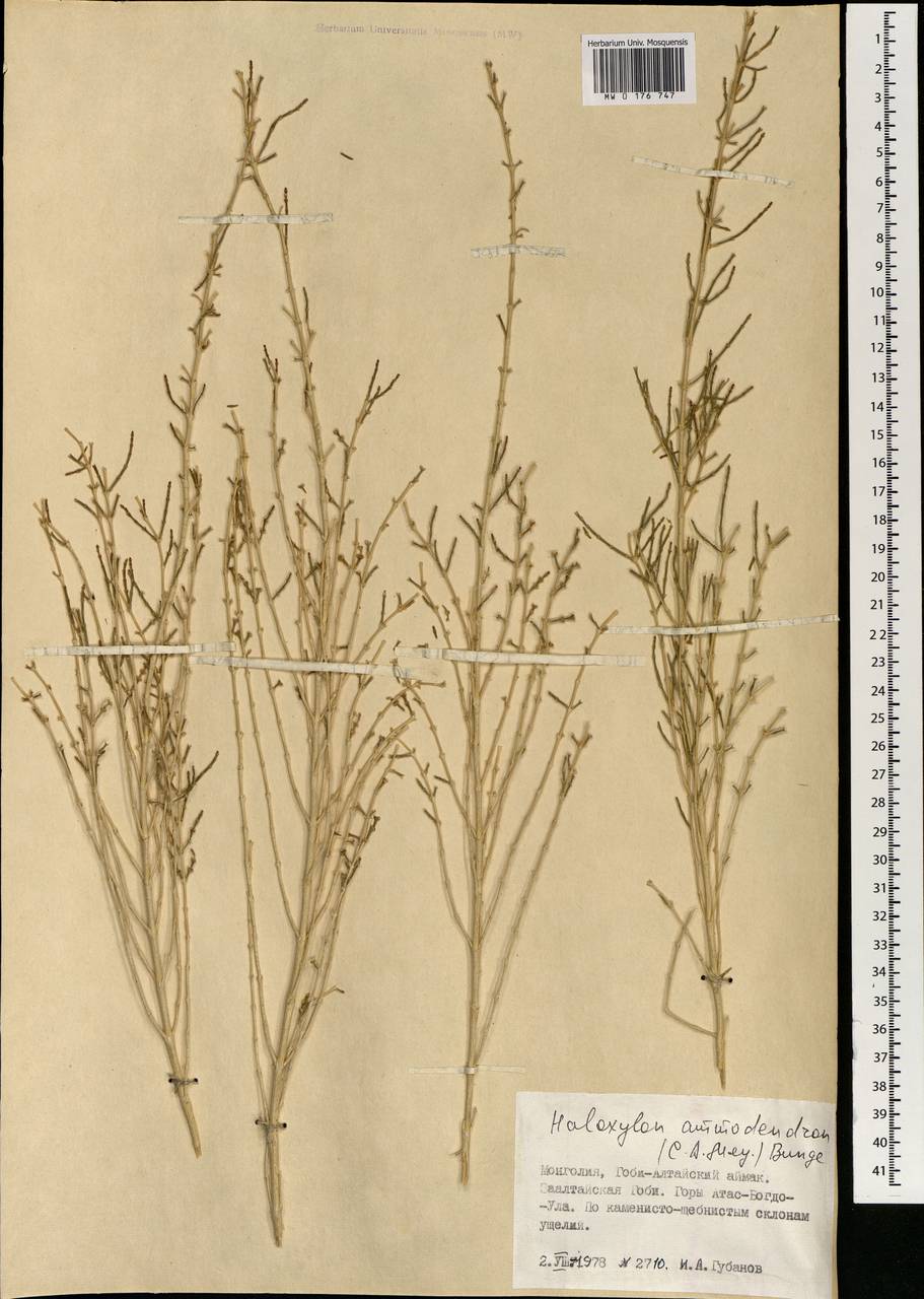 Haloxylon ammodendron (C. A. Mey.) Bunge ex Fenzl, Mongolia (MONG) (Mongolia)