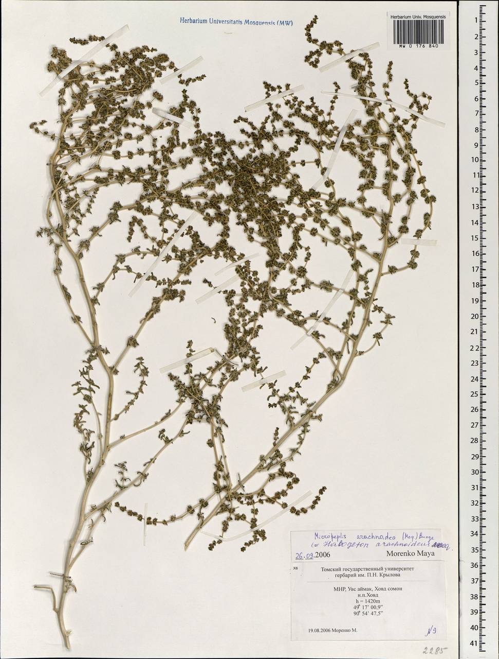 Halogeton arachnoideus Moq., Mongolia (MONG) (Mongolia)