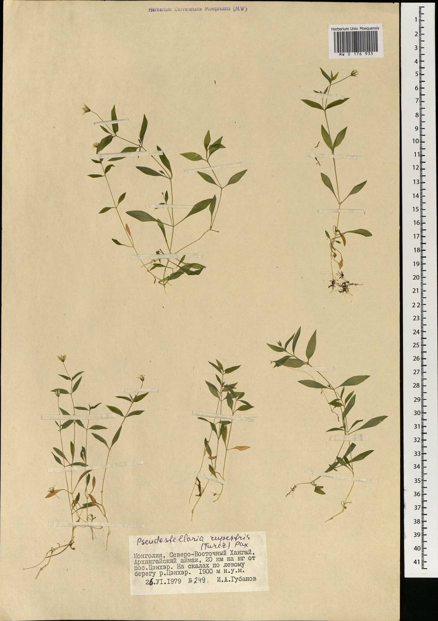 Pseudostellaria rupestris (Turcz.) Pax, Mongolia (MONG) (Mongolia)