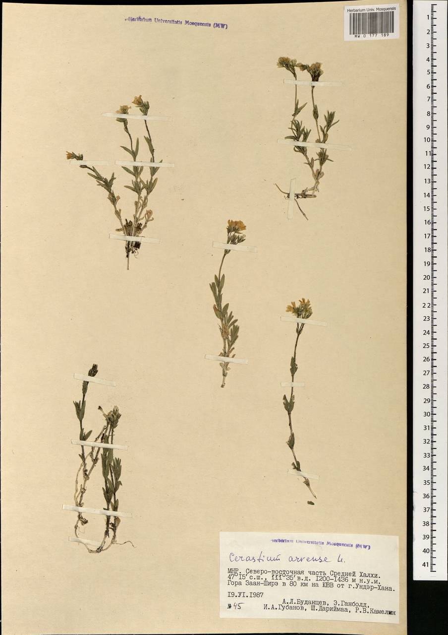 Cerastium arvense L., Mongolia (MONG) (Mongolia)