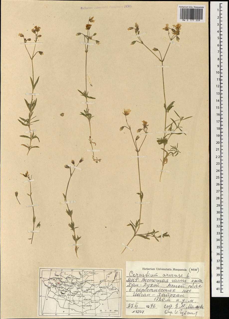 Cerastium arvense, Mongolia (MONG) (Mongolia)