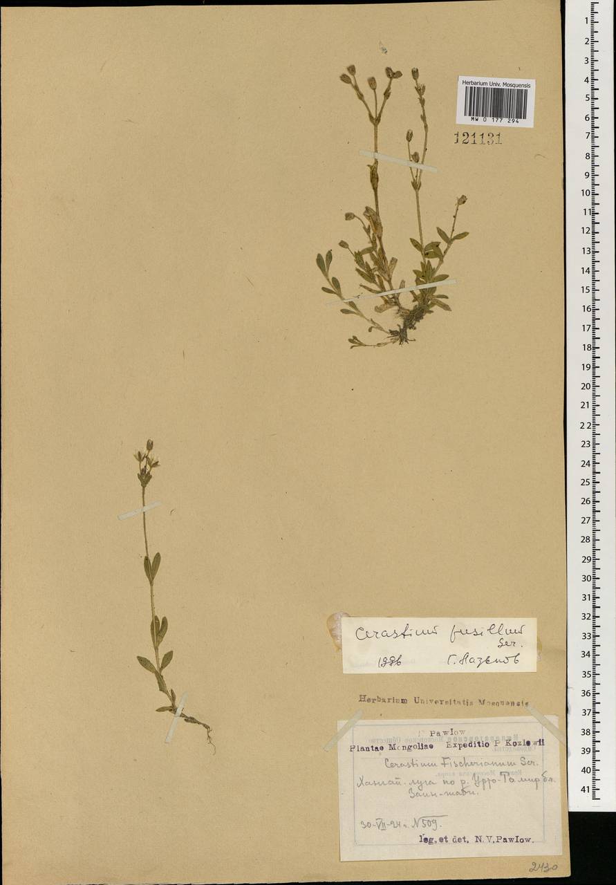 Cerastium pusillum Ser., Mongolia (MONG) (Mongolia)