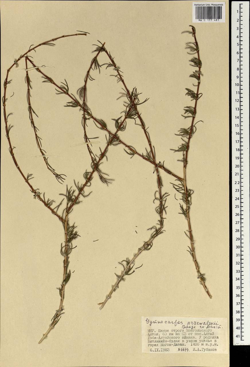 Paronychia przewalskii (Bunge ex Maxim.) Rohweder & Urmi-König, Mongolia (MONG) (Mongolia)