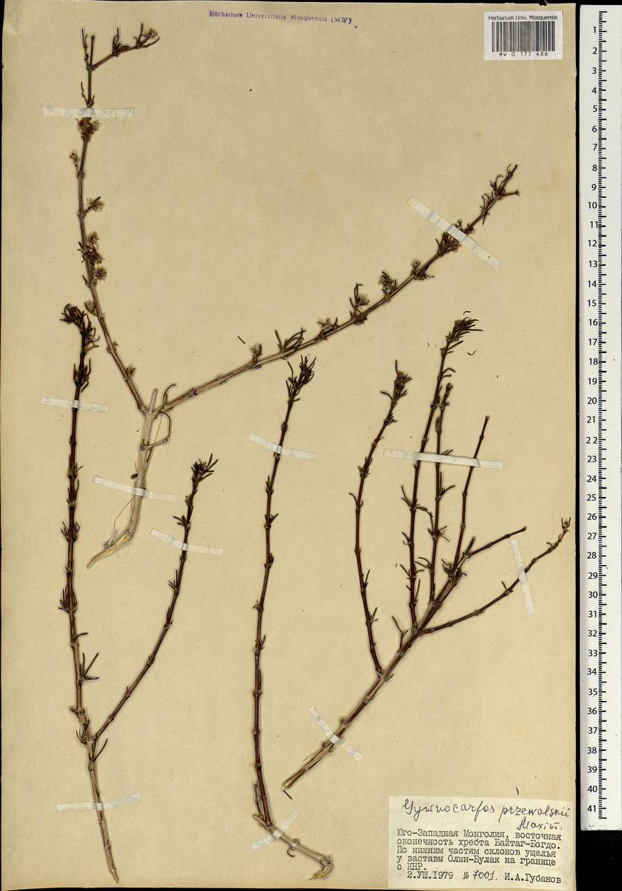 Paronychia przewalskii (Bunge ex Maxim.) Rohweder & Urmi-König, Mongolia (MONG) (Mongolia)