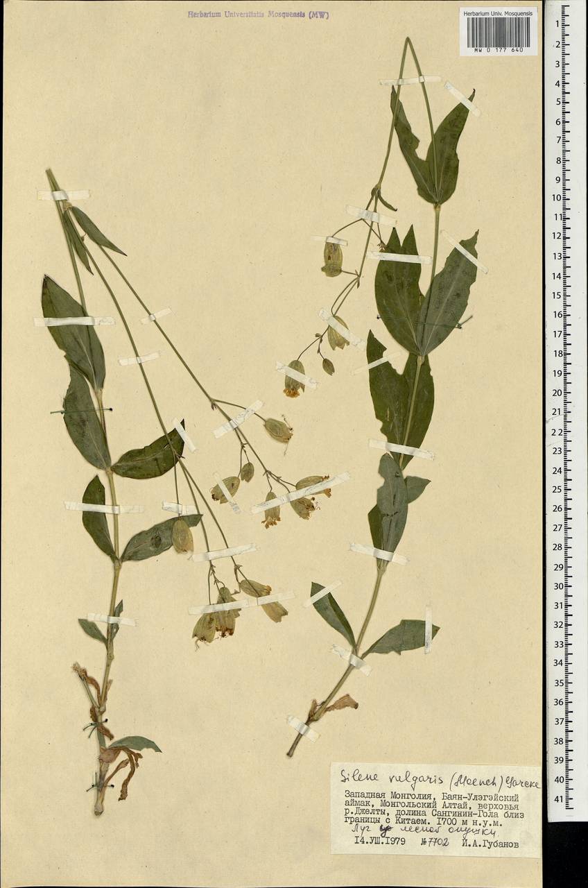 Silene vulgaris (Moench) Garcke, Mongolia (MONG) (Mongolia)