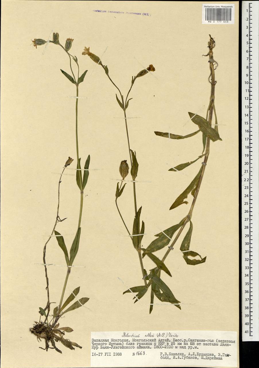 Silene latifolia subsp. alba (Miller) Greuter & Burdet, Mongolia (MONG) (Mongolia)
