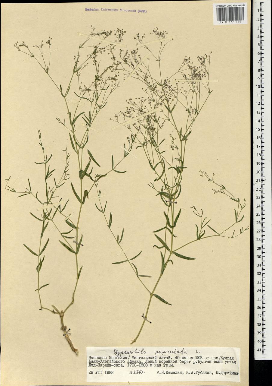 Gypsophila paniculata L., Mongolia (MONG) (Mongolia)