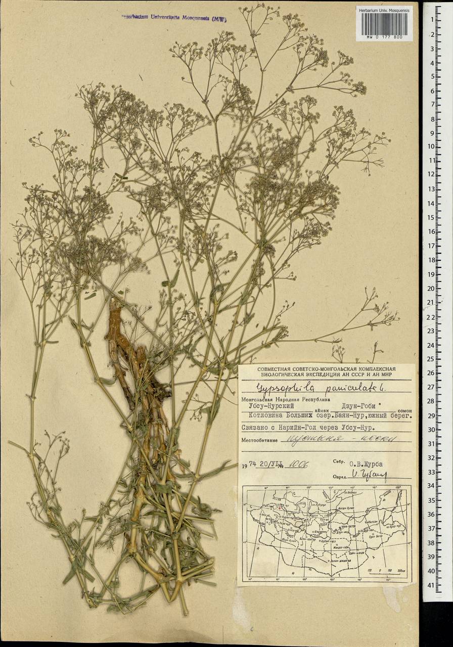 Gypsophila paniculata L., Mongolia (MONG) (Mongolia)
