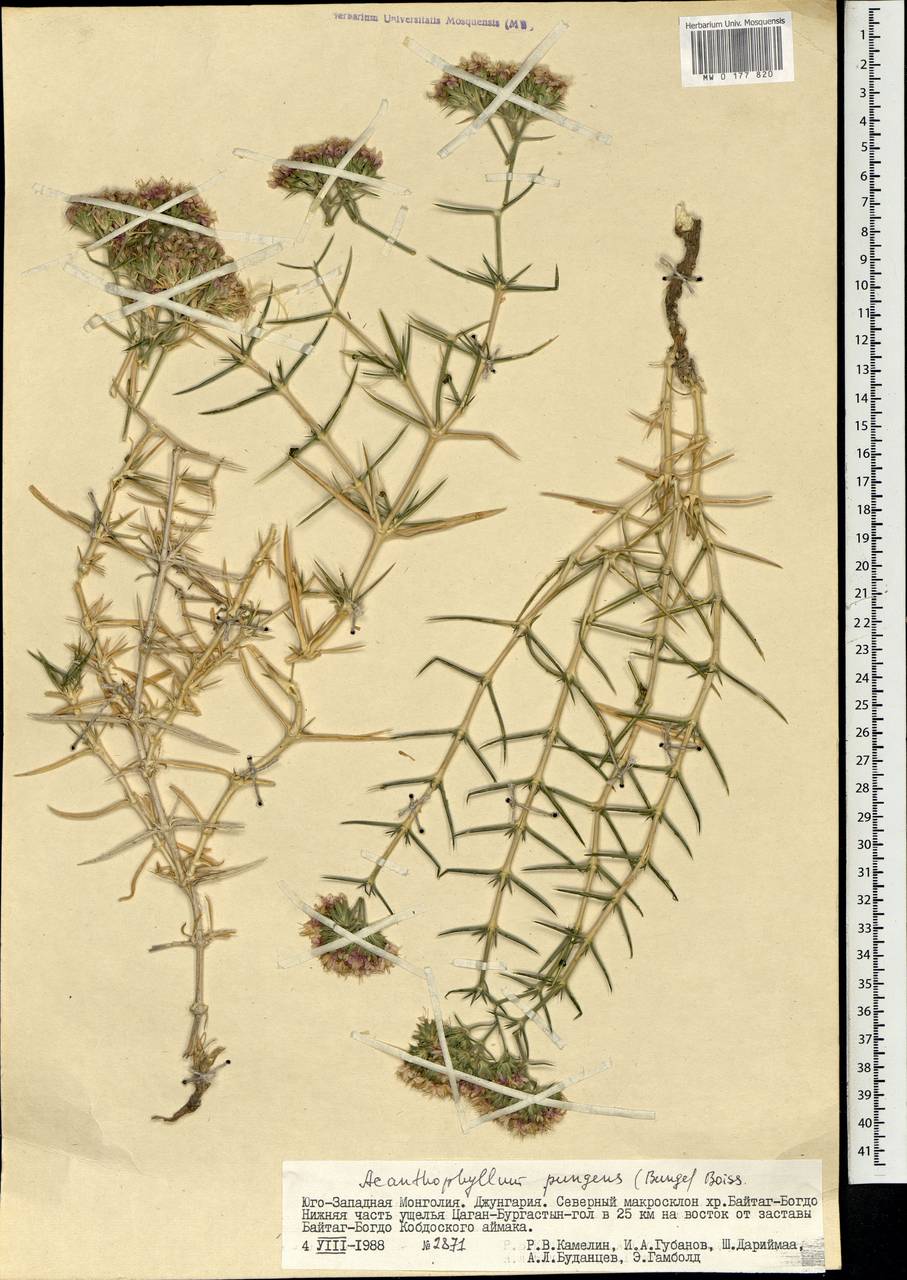 Acanthophyllum pungens (Bunge) Boiss., Mongolia (MONG) (Mongolia)