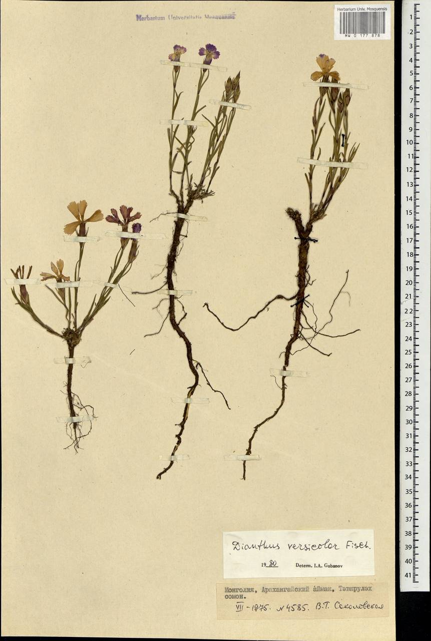 Dianthus chinensis L., Mongolia (MONG) (Mongolia)