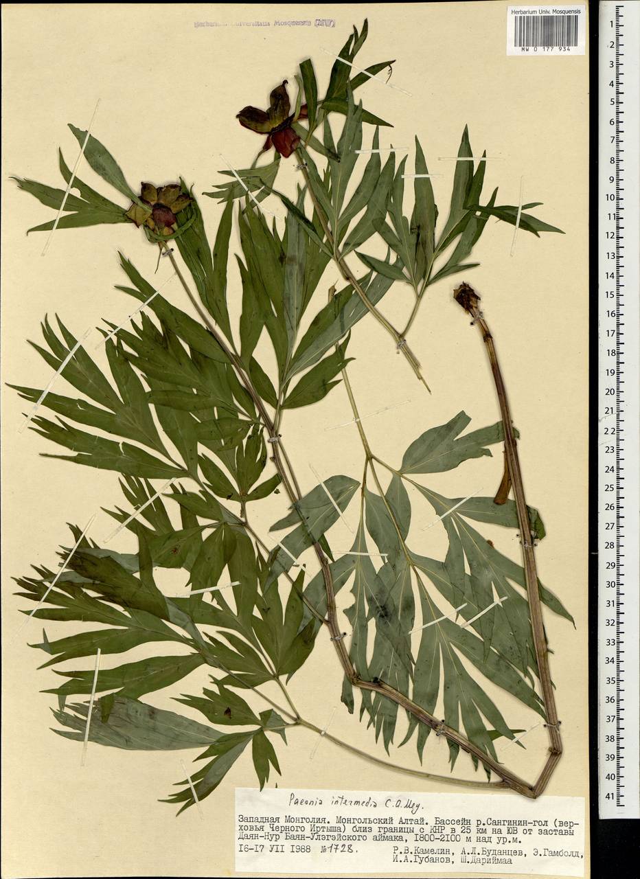 Paeonia intermedia C. A. Mey. ex Ledeb., Mongolia (MONG) (Mongolia)