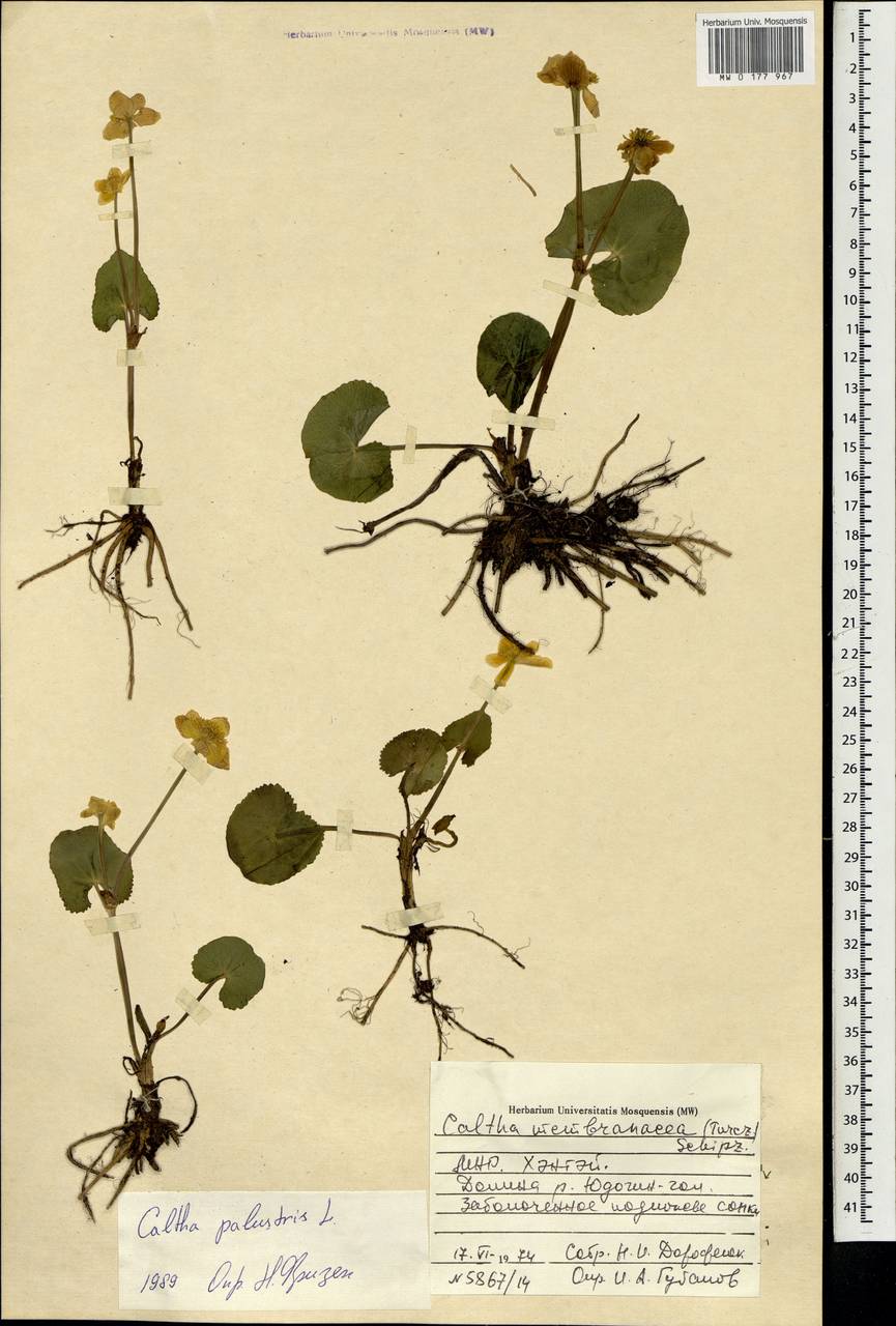 Caltha palustris, Mongolia (MONG) (Mongolia)