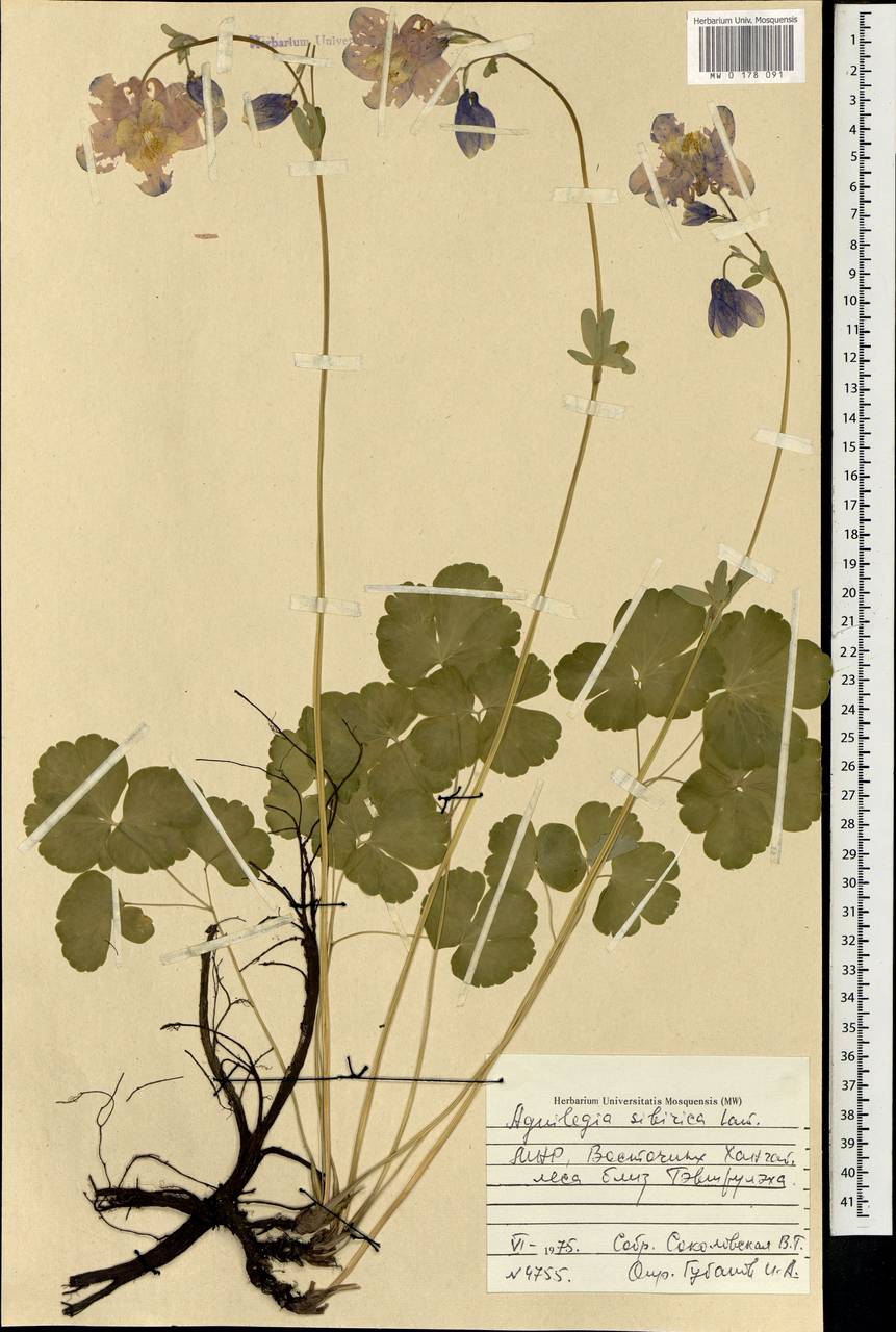 Aquilegia sibirica Lam., Mongolia (MONG) (Mongolia)