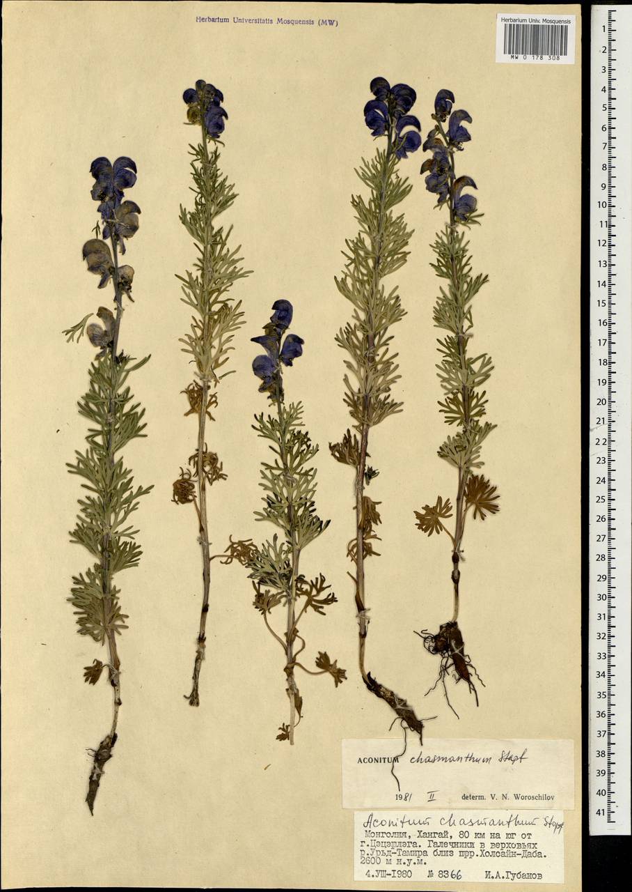 Aconitum chasmanthum Stapf ex Holmes, Mongolia (MONG) (Mongolia)