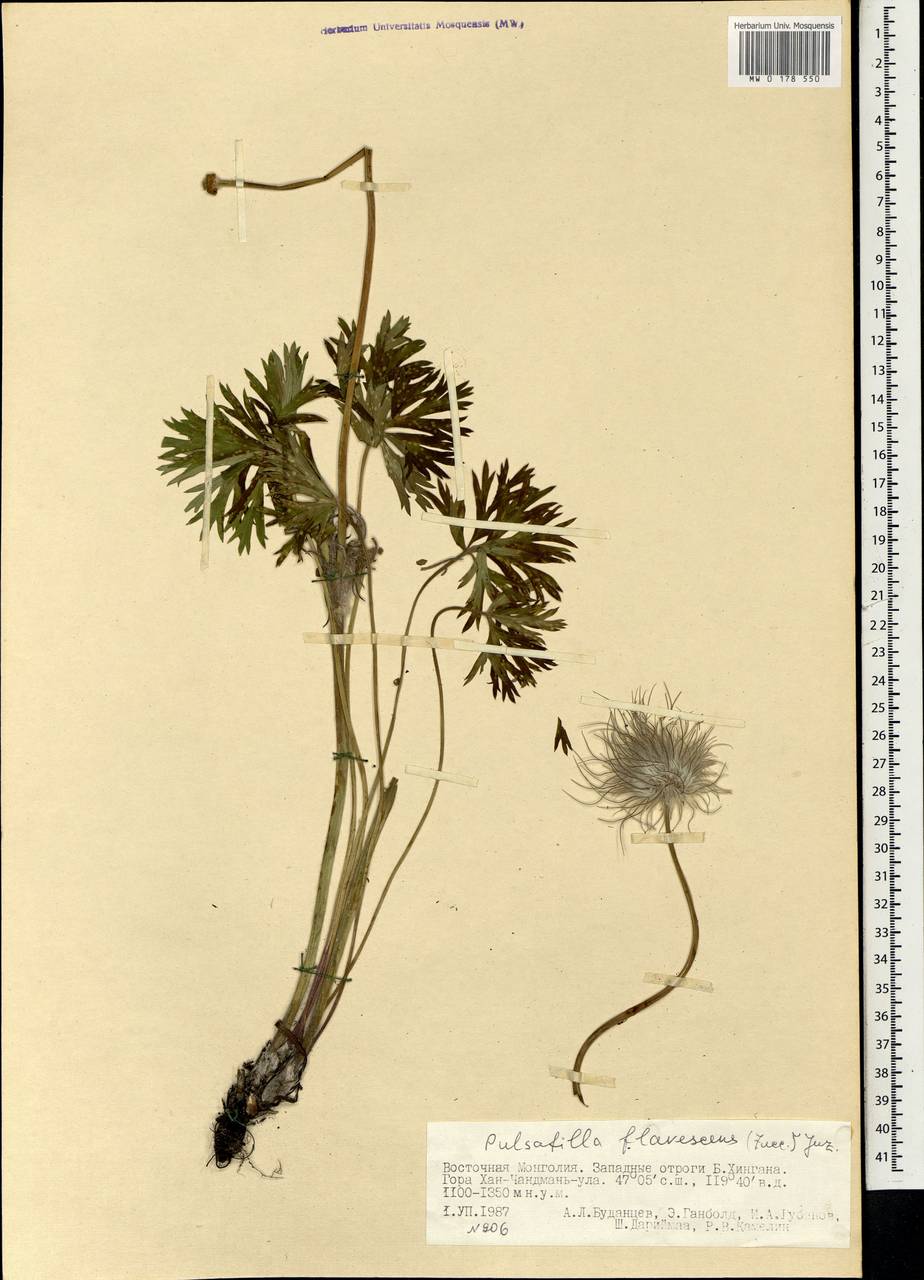 Pulsatilla patens subsp. flavescens (Zucc.) Zāmelis, Mongolia (MONG) (Mongolia)