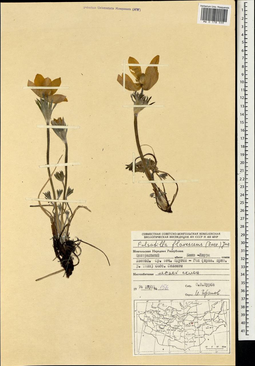 Pulsatilla patens subsp. flavescens (Zucc.) Zämelis, Mongolia (MONG) (Mongolia)