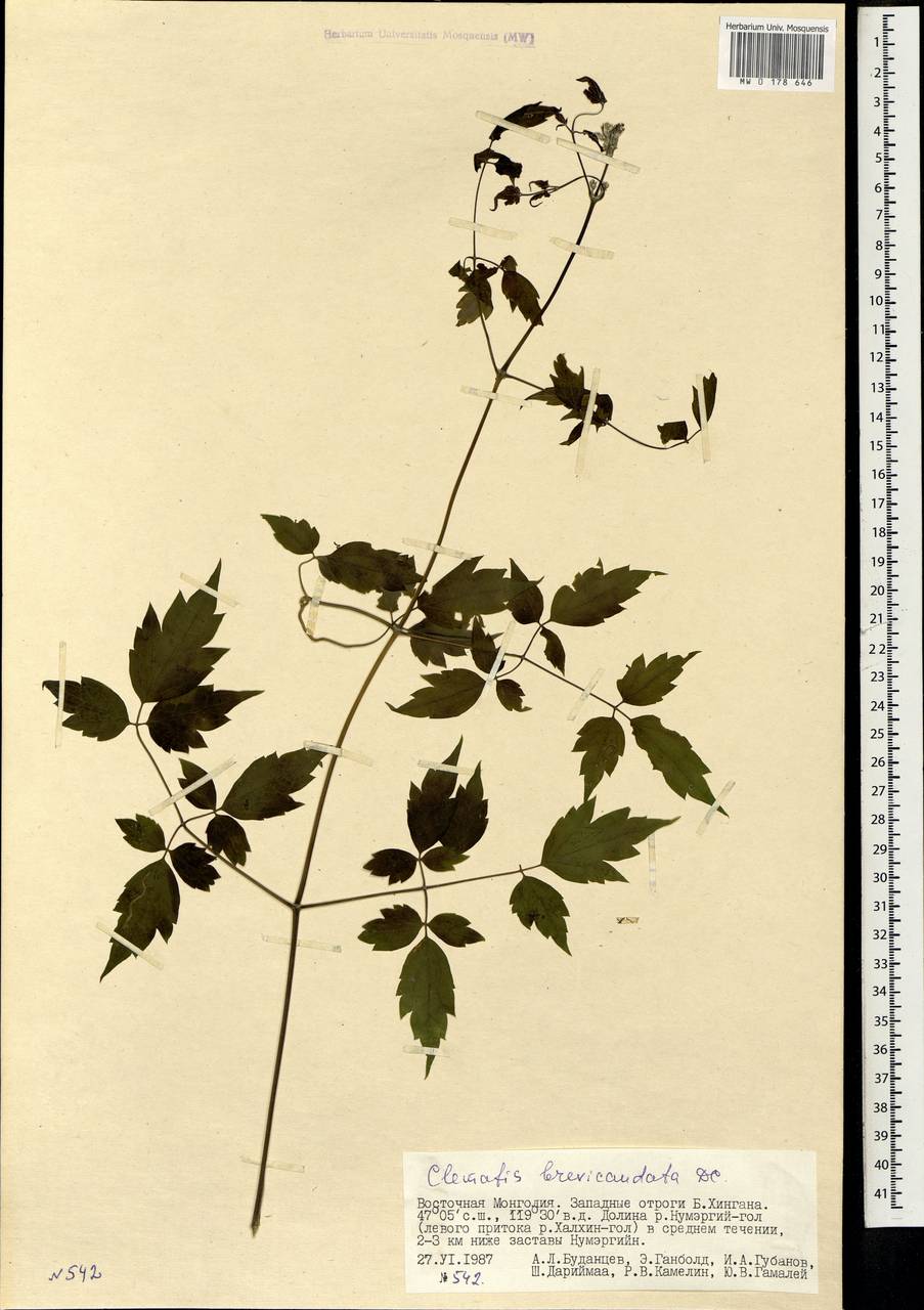 Clematis brevicaudata DC., Mongolia (MONG) (Mongolia)