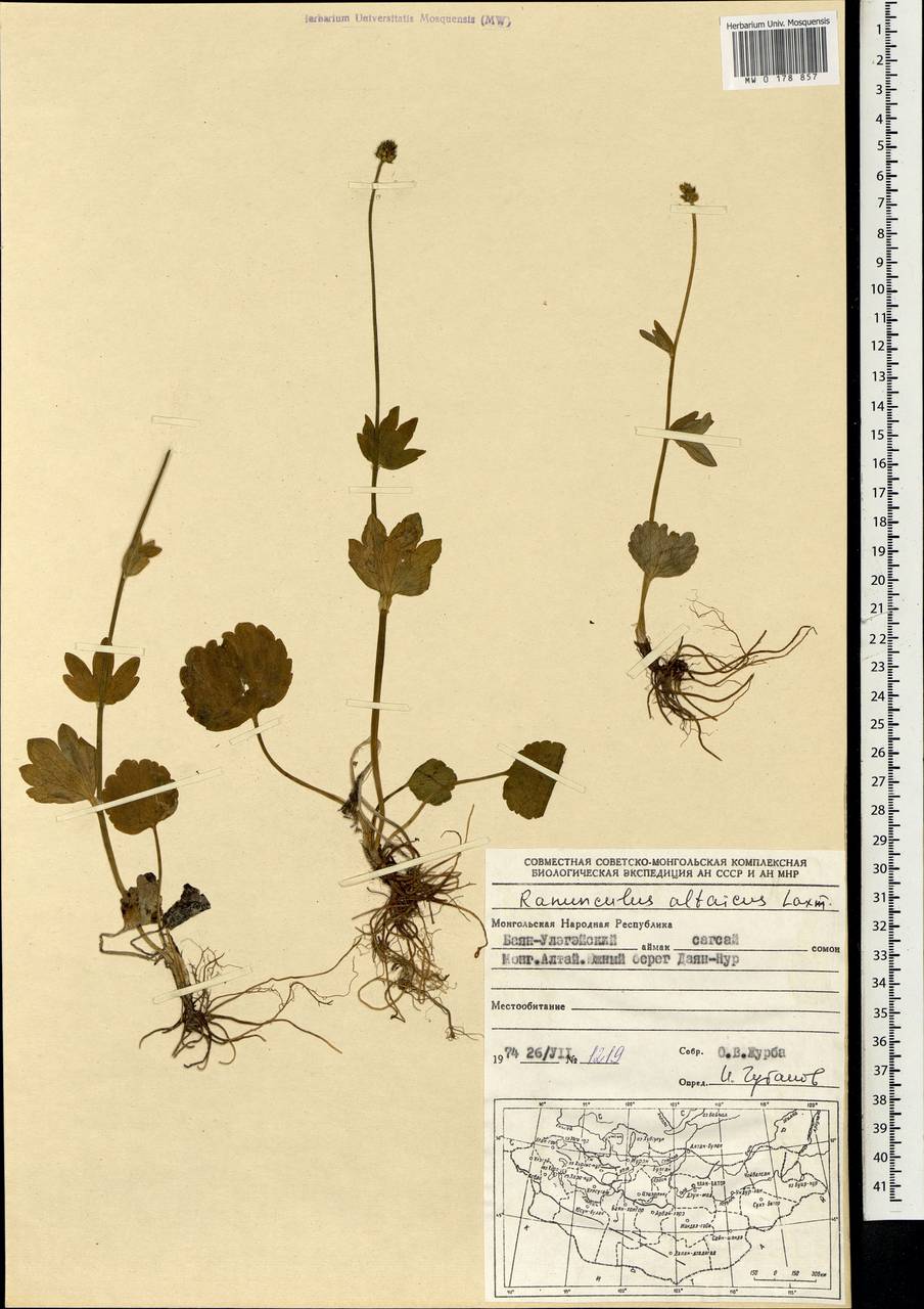 Ranunculus altaicus Laxm., Mongolia (MONG) (Mongolia)
