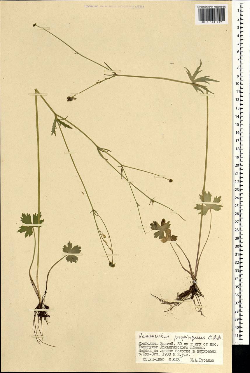 Ranunculus propinquus, Mongolia (MONG) (Mongolia)