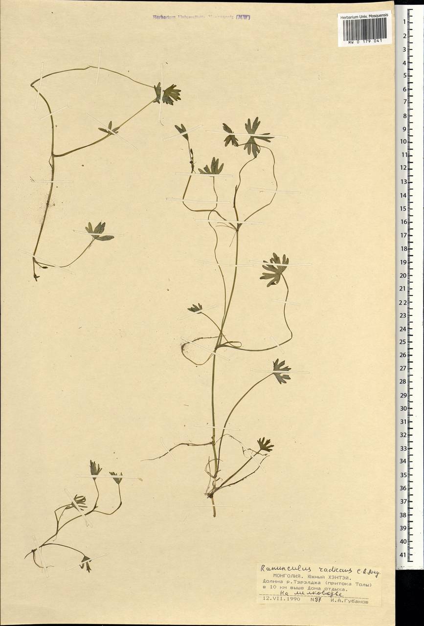 Ranunculus radicans C. A. Mey., Mongolia (MONG) (Mongolia)