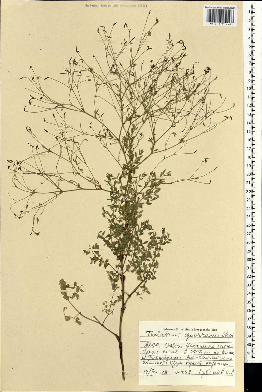 Thalictrum squarrosum Stephan ex Willd., Mongolia (MONG) (Mongolia)