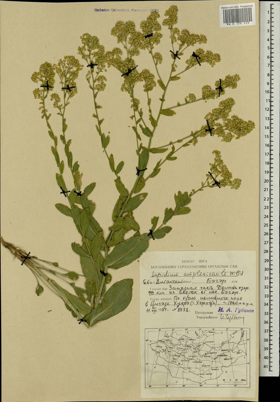 Lepidium amplexicaule Willd., Mongolia (MONG) (Mongolia)