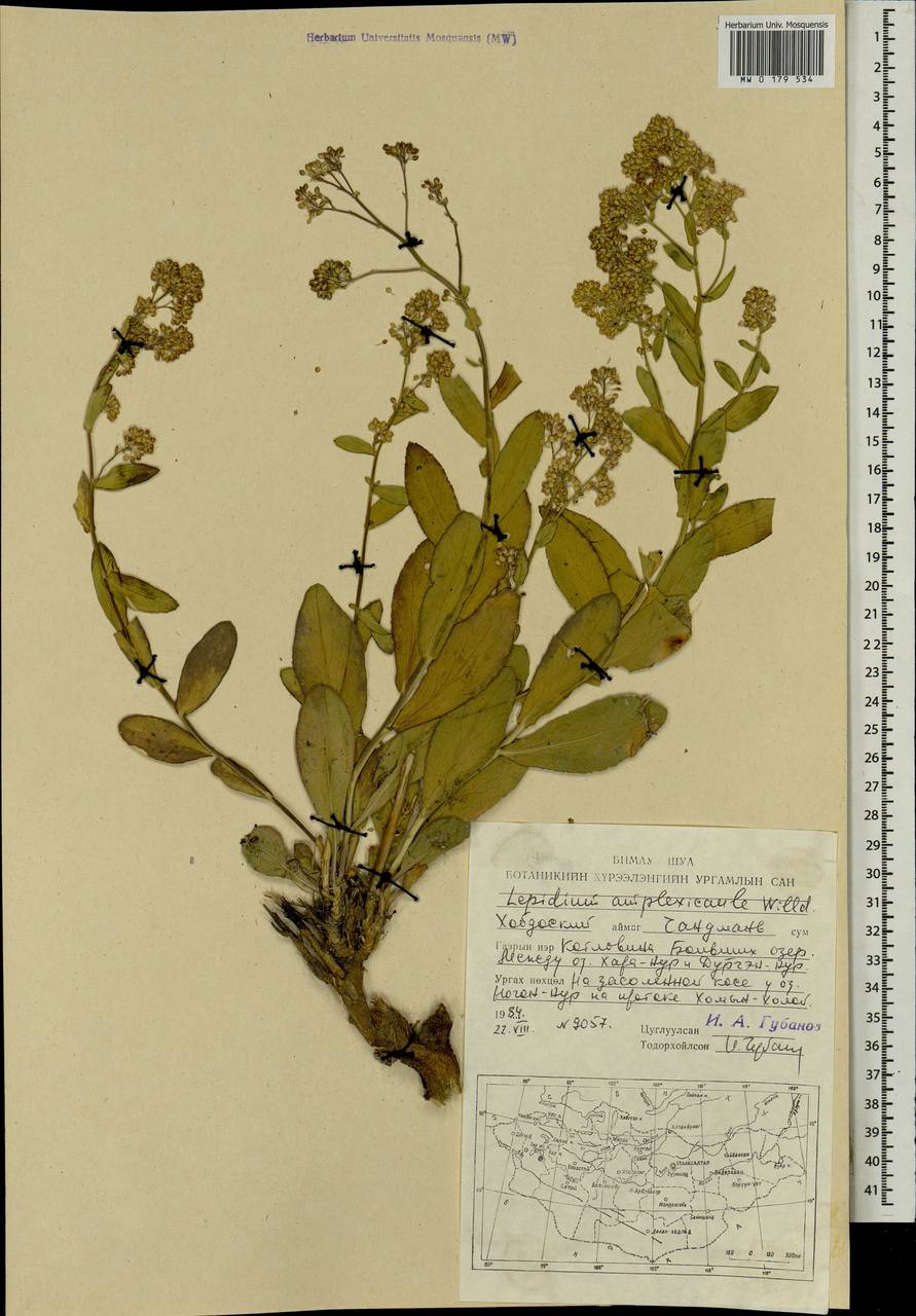 Lepidium amplexicaule Willd., Mongolia (MONG) (Mongolia)