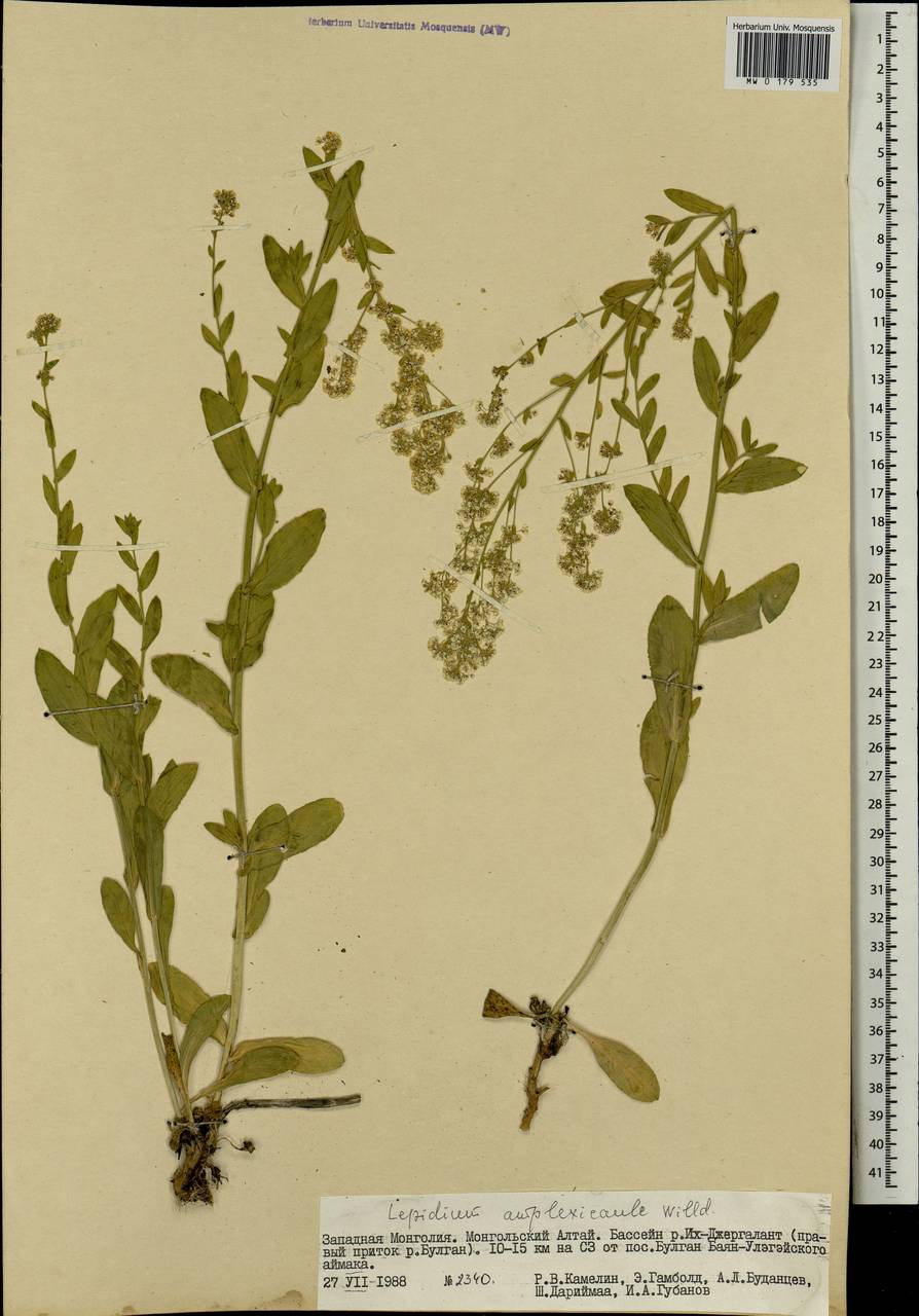 Lepidium amplexicaule Willd., Mongolia (MONG) (Mongolia)