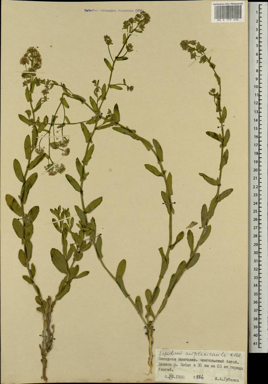 Lepidium amplexicaule Willd., Mongolia (MONG) (Mongolia)