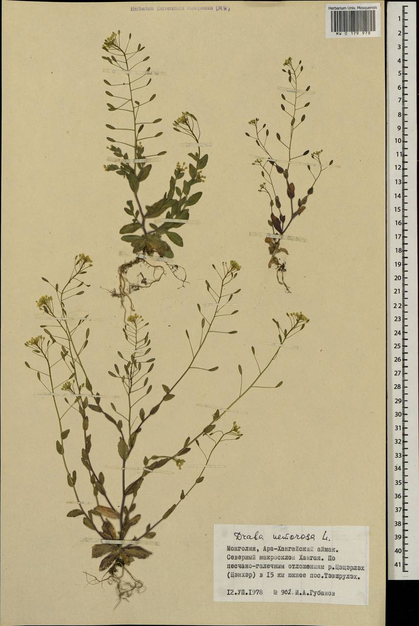 Draba nemorosa L., Mongolia (MONG) (Mongolia)