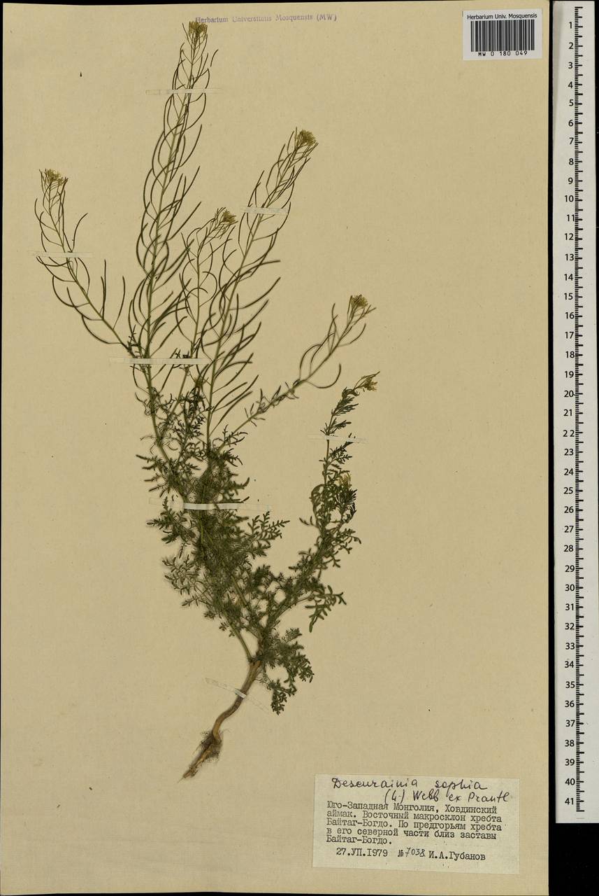 Descurainia sophia (L.) Webb ex Prantl, Mongolia (MONG) (Mongolia)