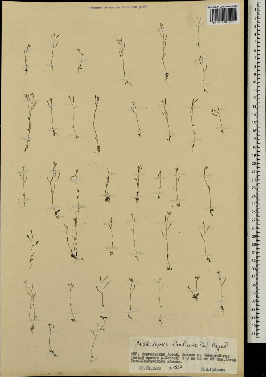Arabidopsis thaliana (L.) Heynh., Mongolia (MONG) (Mongolia)
