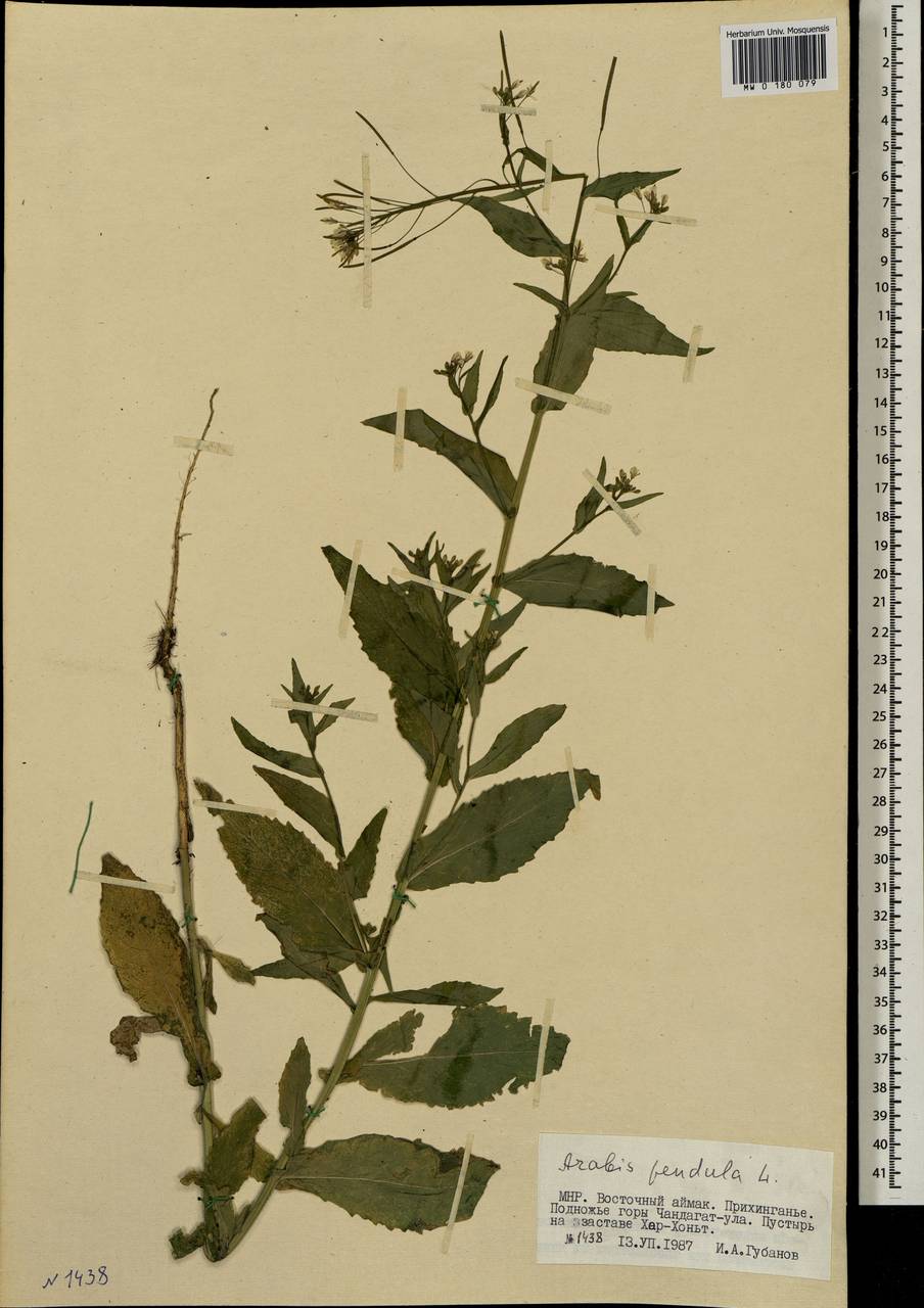 Catolobus pendulus (L.) Al-Shehbaz, Mongolia (MONG) (Mongolia)