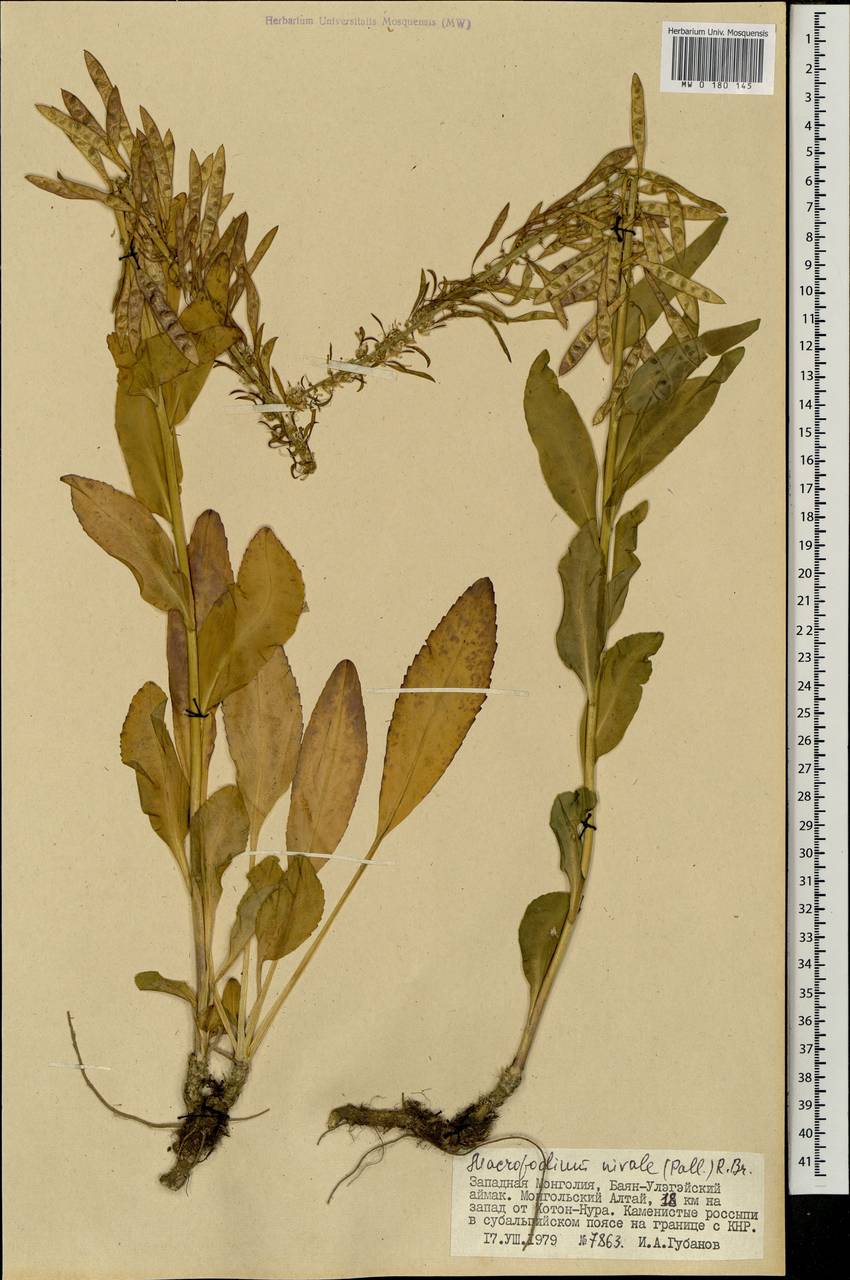 Macropodium nivale (Pall.) W. T. Aiton, Mongolia (MONG) (Mongolia)