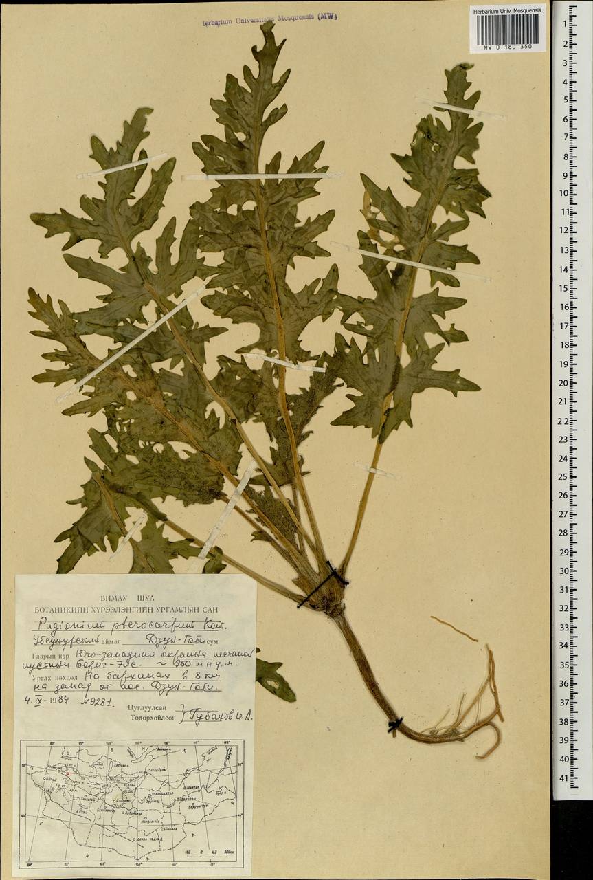 Pugionium pterocarpum Kom., Mongolia (MONG) (Mongolia)