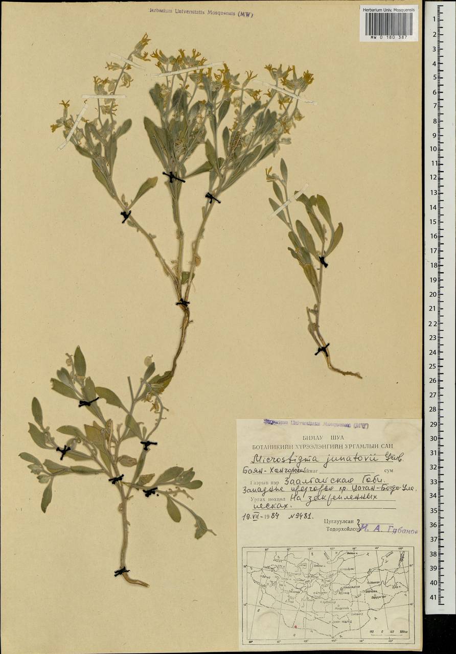 Microstigma brachycarpum Botsch., Mongolia (MONG) (Mongolia)