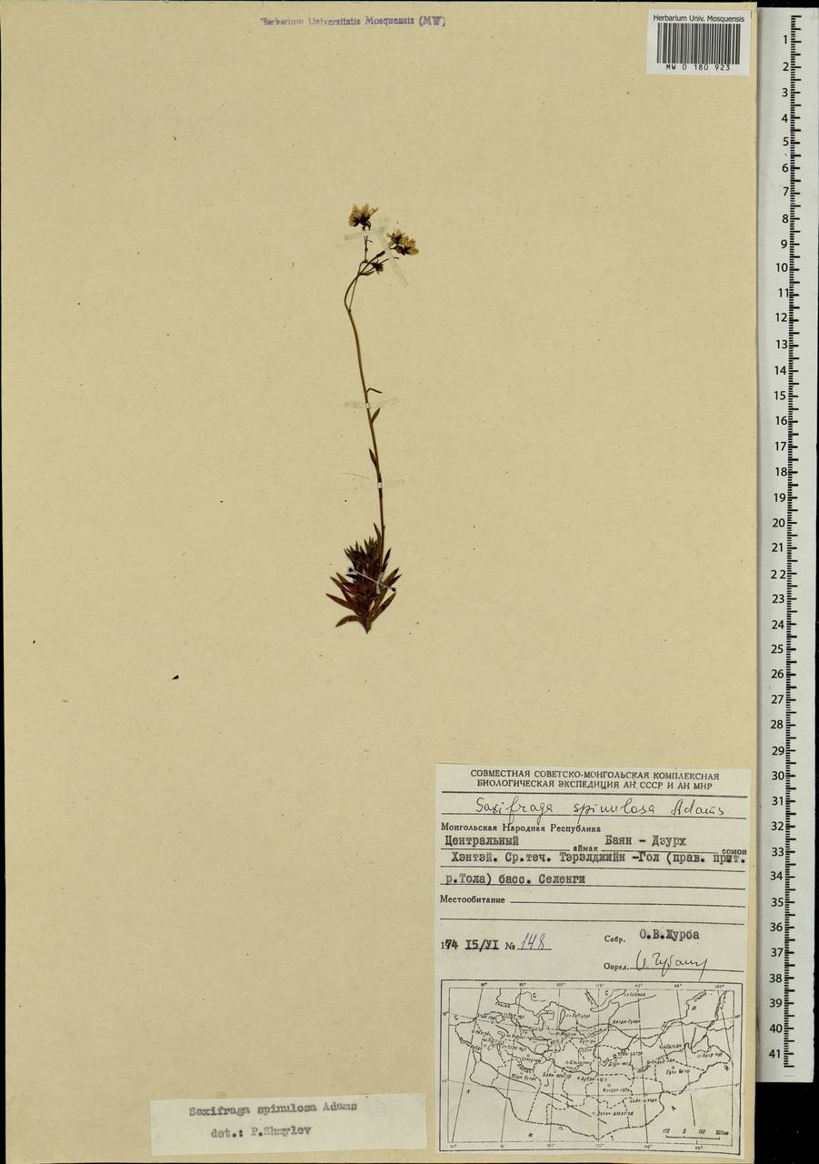 Saxifraga bronchialis subsp. bronchialis, Mongolia (MONG) (Mongolia)