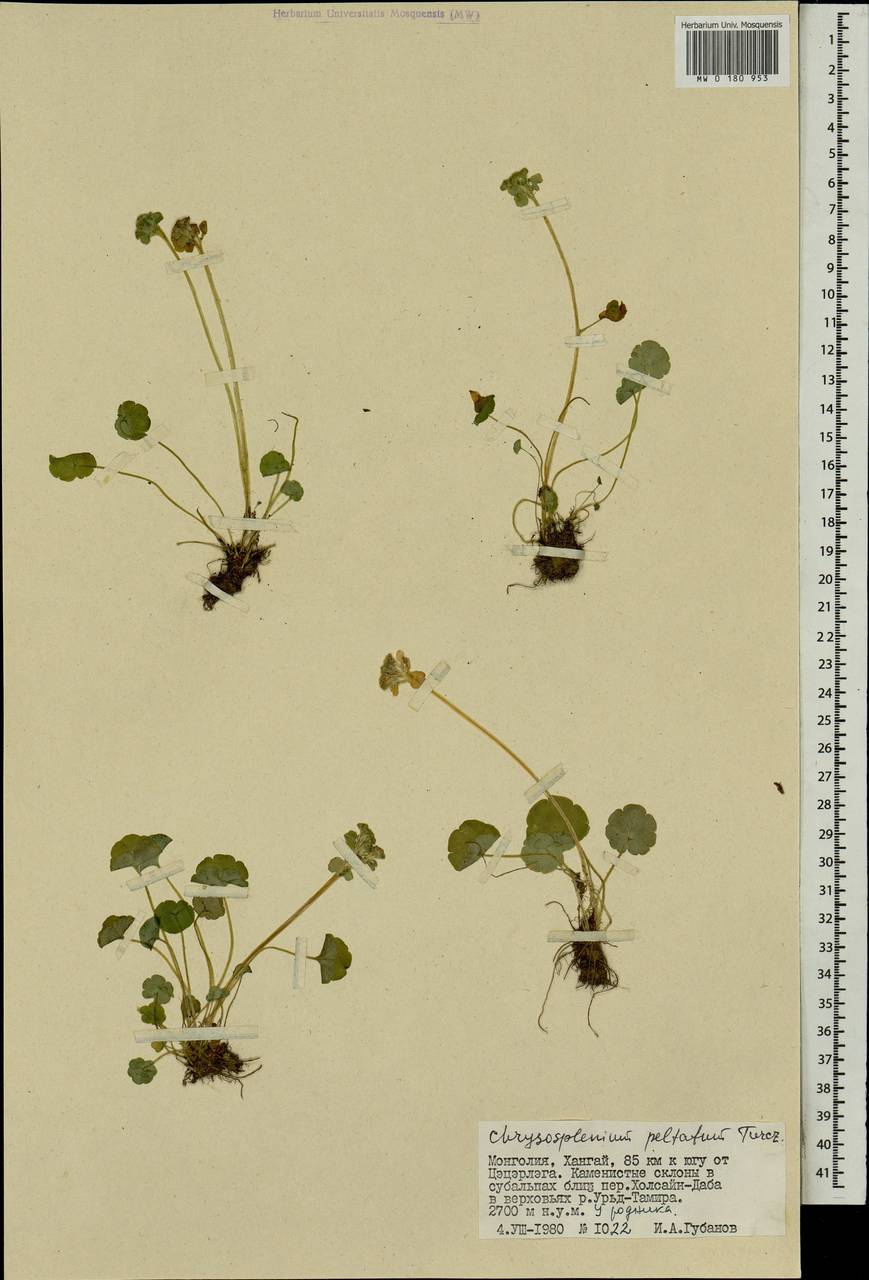 Chrysosplenium peltatum Turcz., Mongolia (MONG) (Mongolia)