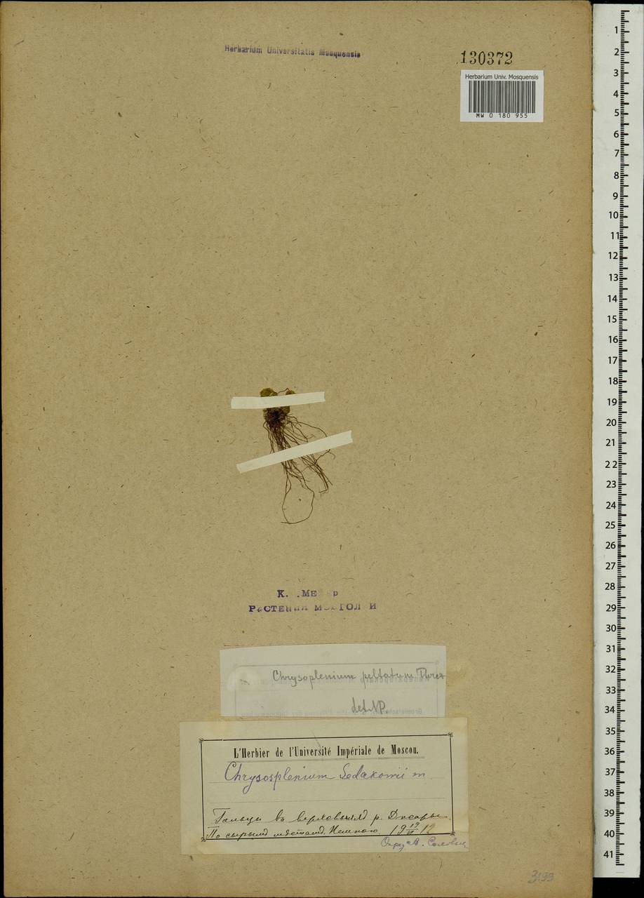 Chrysosplenium peltatum Turcz., Mongolia (MONG) (Mongolia)