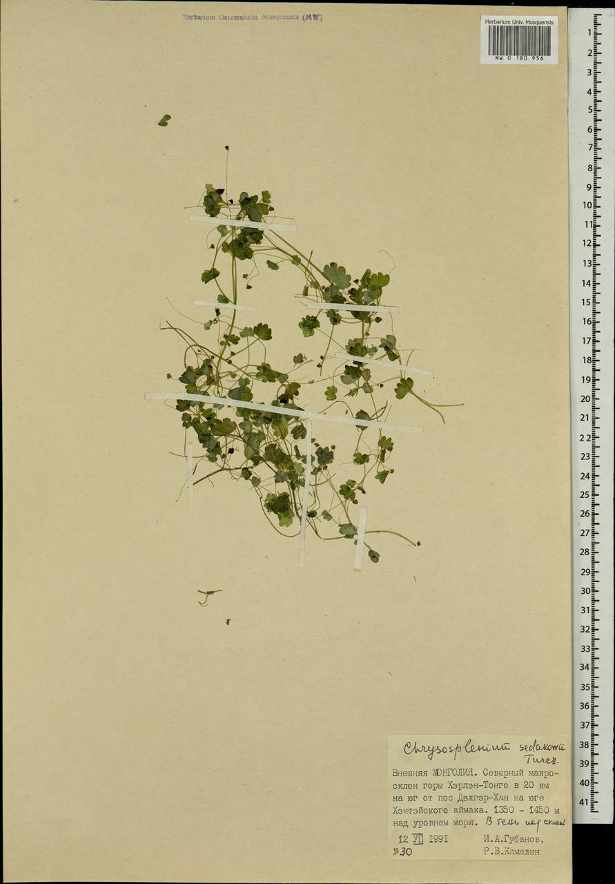 Chrysosplenium sedakowii Turcz., Mongolia (MONG) (Mongolia)