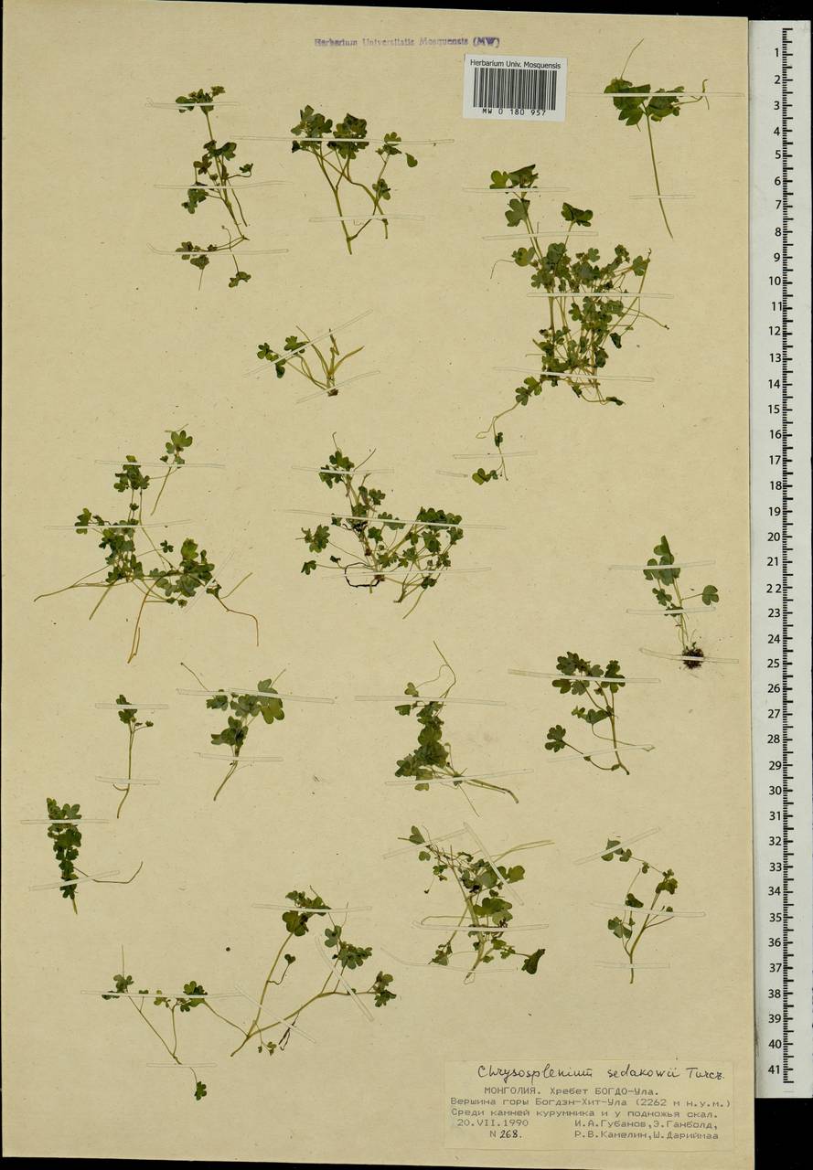 Chrysosplenium sedakowii Turcz., Mongolia (MONG) (Mongolia)