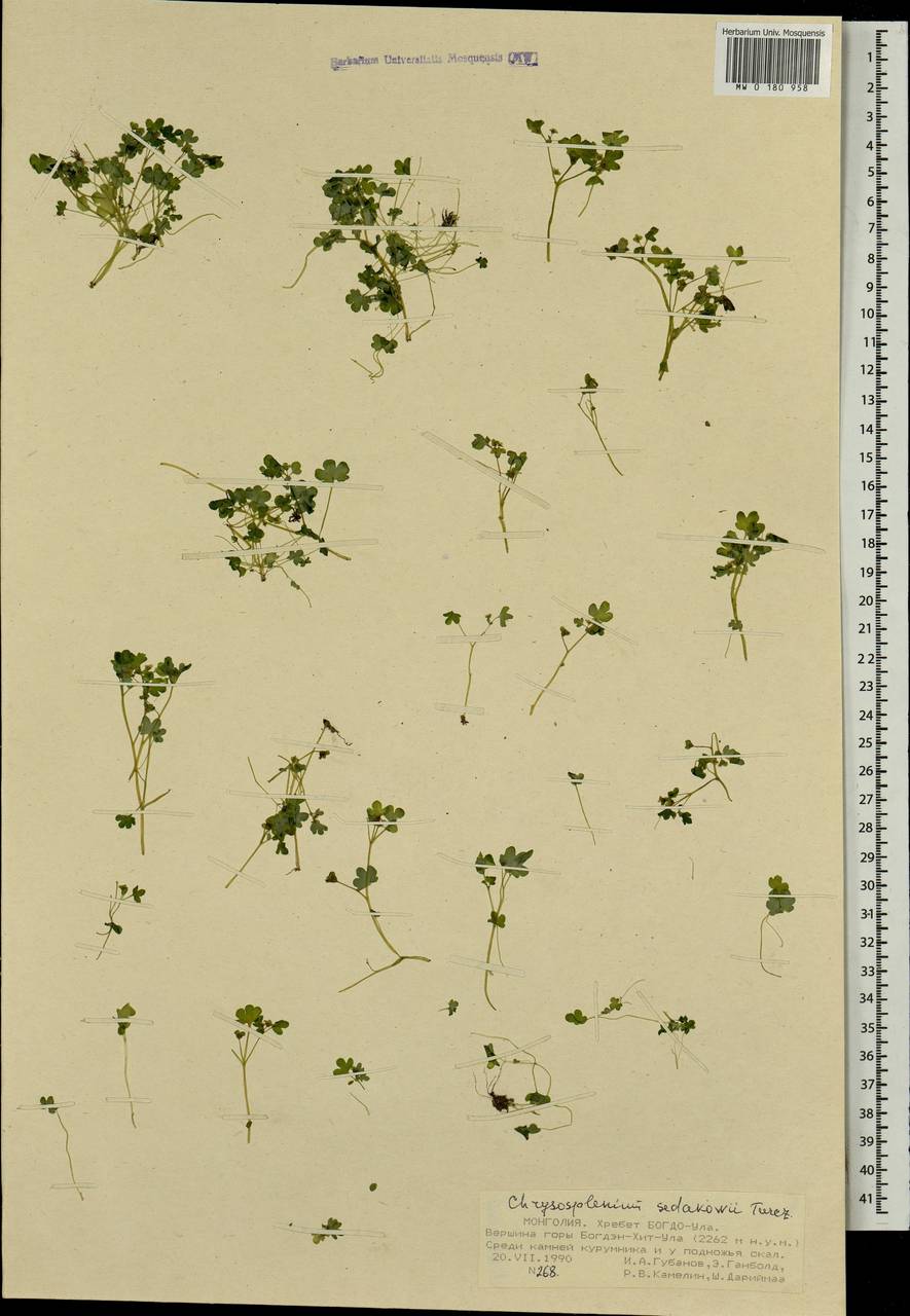 Chrysosplenium sedakowii Turcz., Mongolia (MONG) (Mongolia)