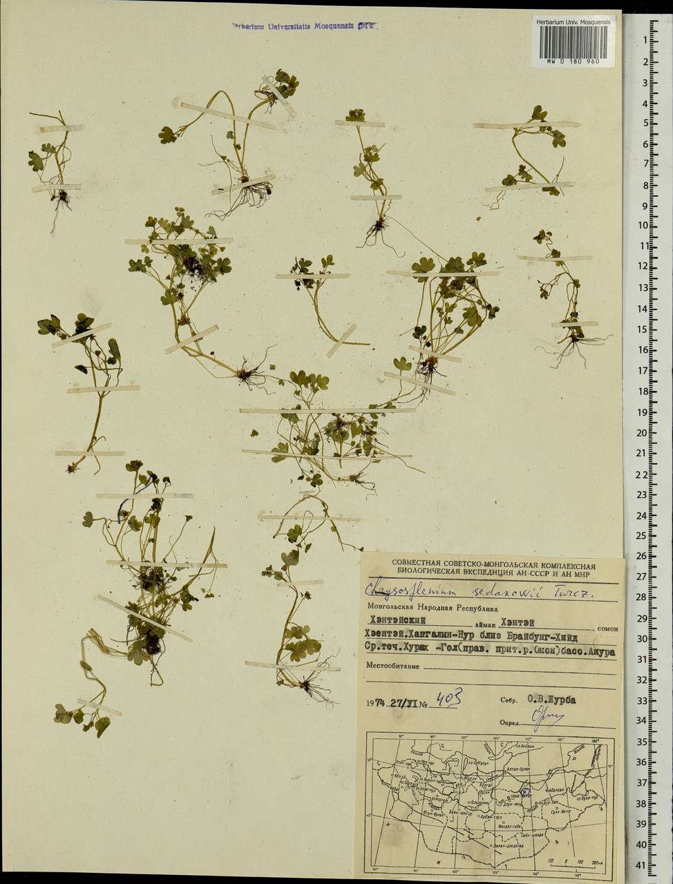 Chrysosplenium sedakowii Turcz., Mongolia (MONG) (Mongolia)