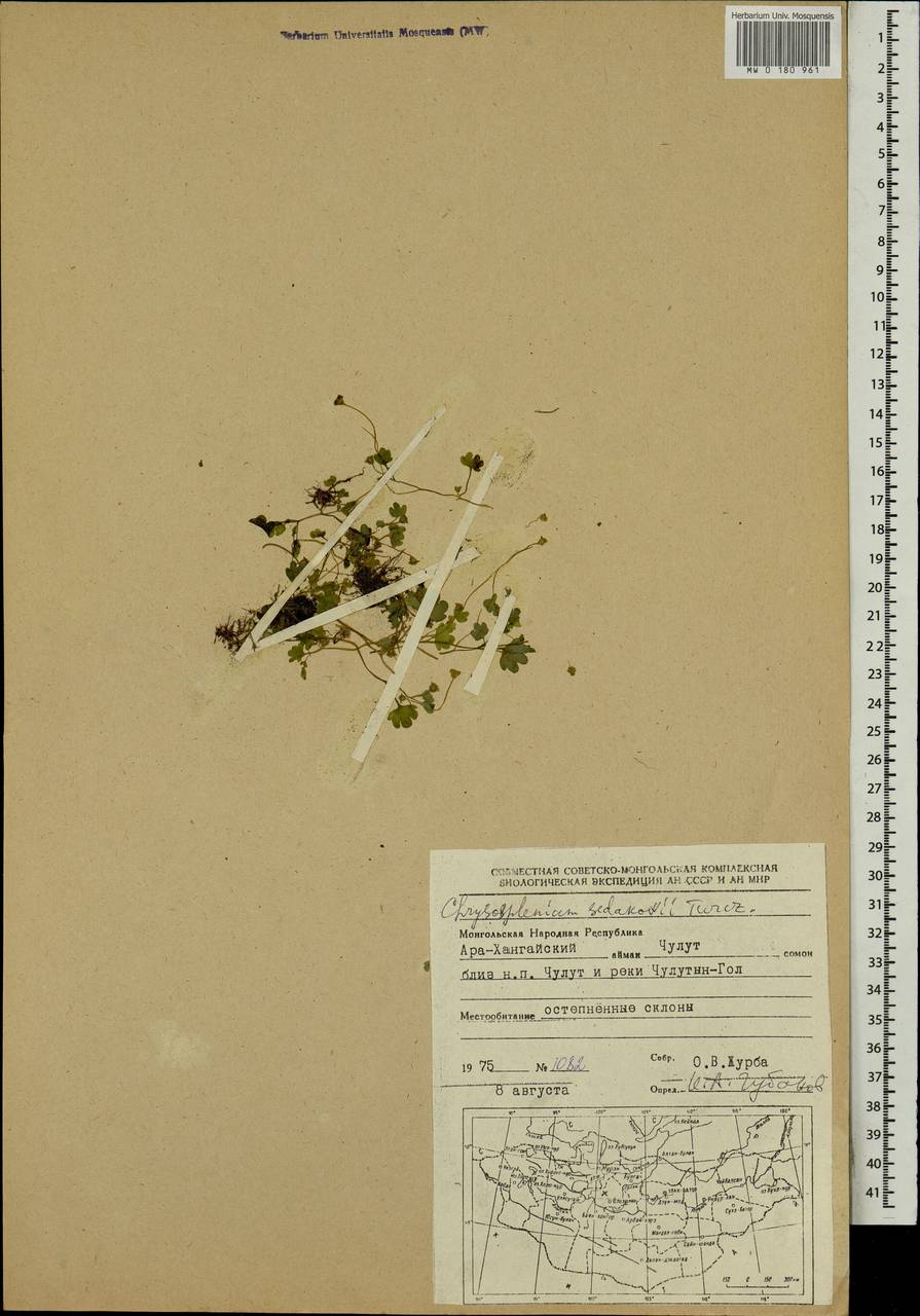 Chrysosplenium sedakowii Turcz., Mongolia (MONG) (Mongolia)