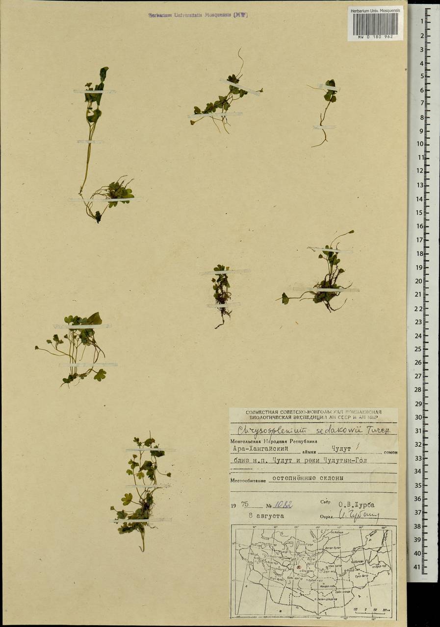 Chrysosplenium sedakowii Turcz., Mongolia (MONG) (Mongolia)
