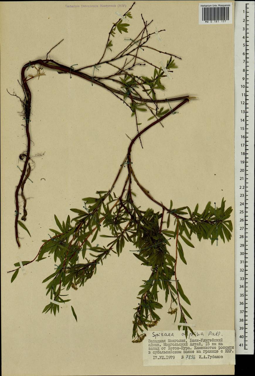 Spiraea alpina Pall., Mongolia (MONG) (Mongolia)