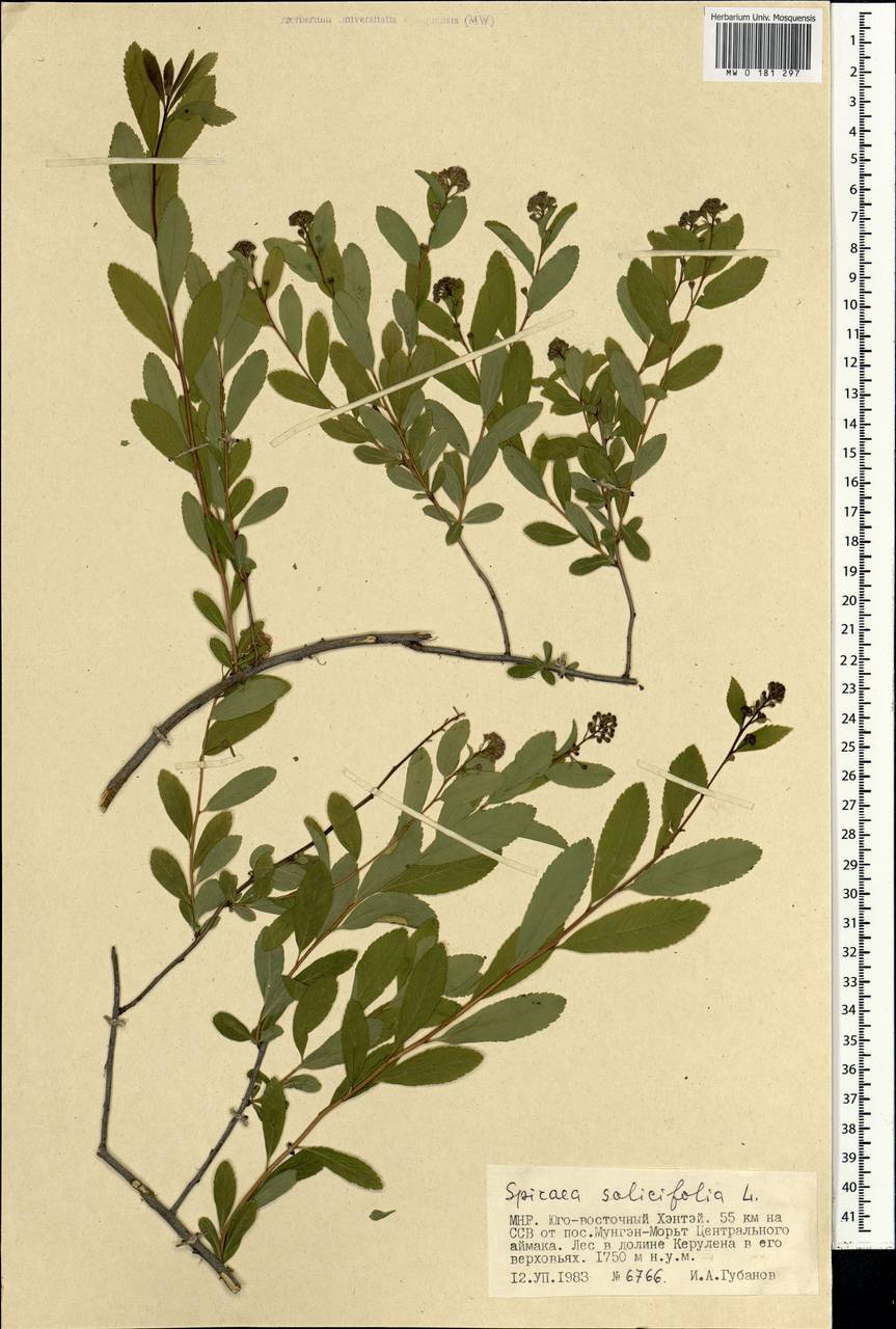 Spiraea salicifolia L., Mongolia (MONG) (Mongolia)