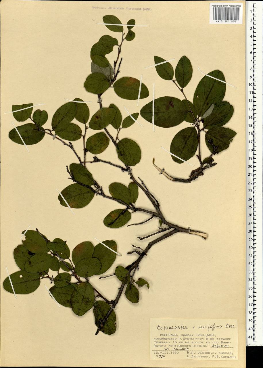 Cotoneaster neopopovii Czerep., Mongolia (MONG) (Mongolia)